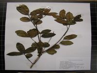 Herbarium sample